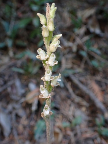 Goodyera oblongifolia, photograph 6