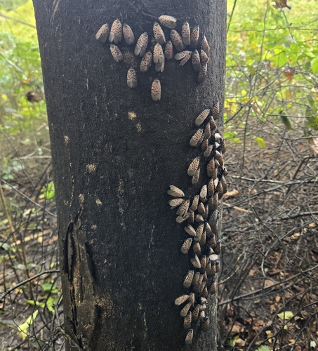 Spotted Lanternfly