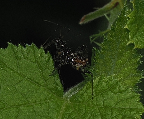 Sphedanolestes impressicollis