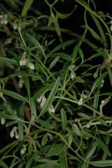 Clematis microphylla microphylla