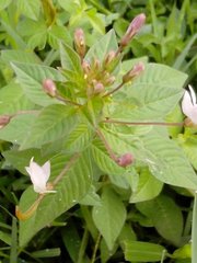 Cleome rutidosperma