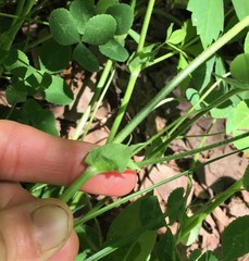 Trifolium reflexum