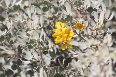 Senna artemisioides helmsii