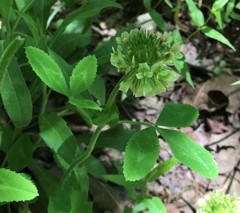 Trifolium reflexum