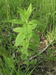 Lysimachia quadrifolia