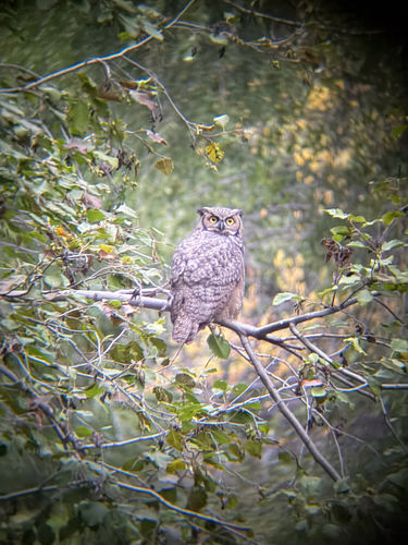 Northwestern Great Horned Owl
