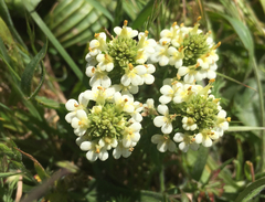 Triphysaria floribunda