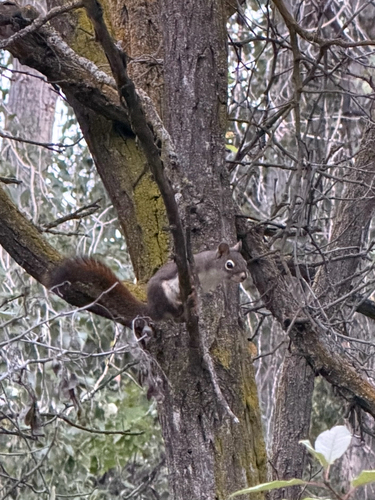 American Red Squirrel