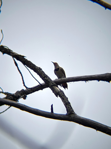 Northern Flicker
