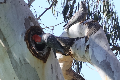 Gang-gang Cockatoo