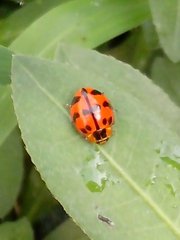 Coccinellidae