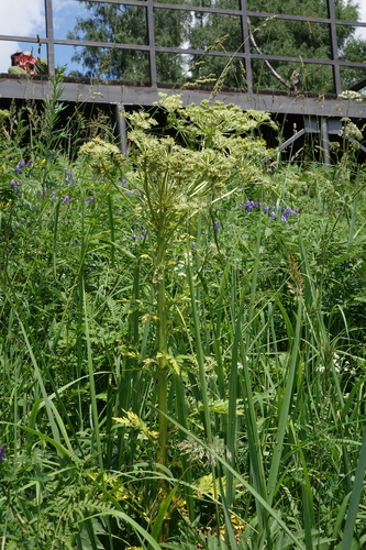 Pleurospermum uralense, photograph 3