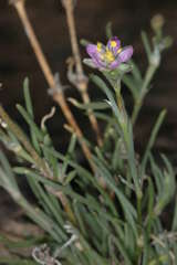 Spergularia brevifolia