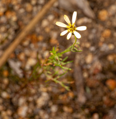 Ursinia anthemoides, photograph (c) Carmon, some rights reserved (CC BY-SA)