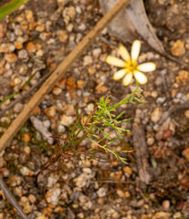 Ursinia anthemoides, photograph (c) Carmon, some rights reserved (CC BY-SA)
