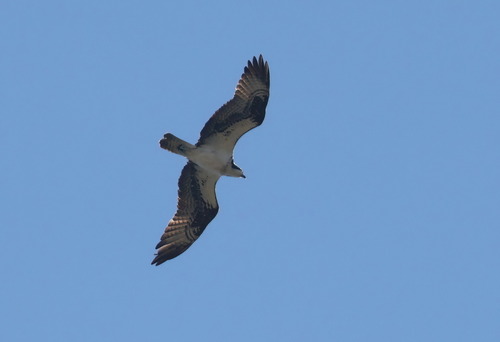 Osprey