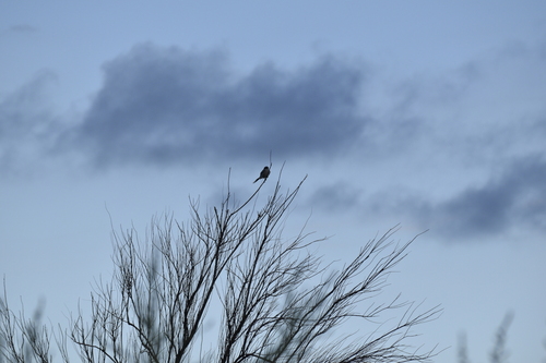 Loggerhead Shrike