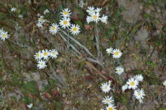 Rhodanthe corymbiflora