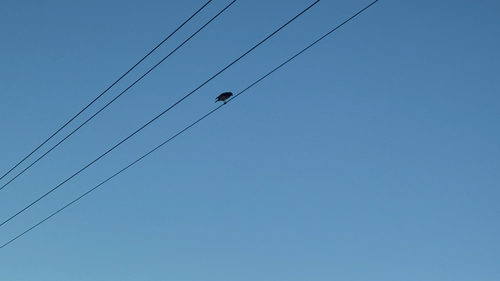 Red-shouldered Hawk