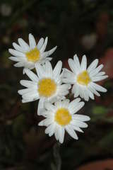 Rhodanthe corymbiflora