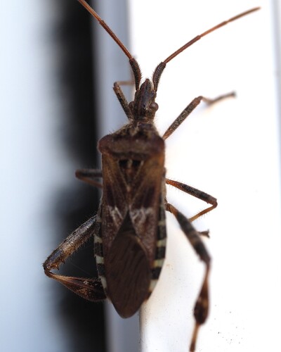 Western Conifer Seed Bug