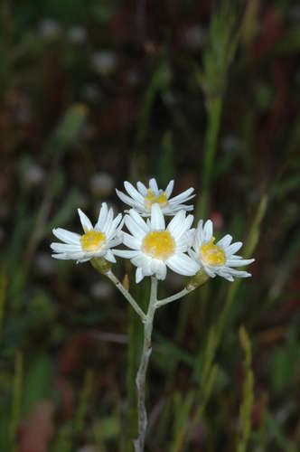 Image of Rhodanthe corymbiflora by (c) Chris Lindorff, some rights reserved (CC BY)