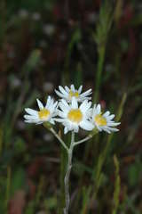 Rhodanthe corymbiflora