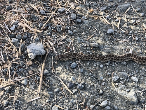 Pacific Gopher Snake