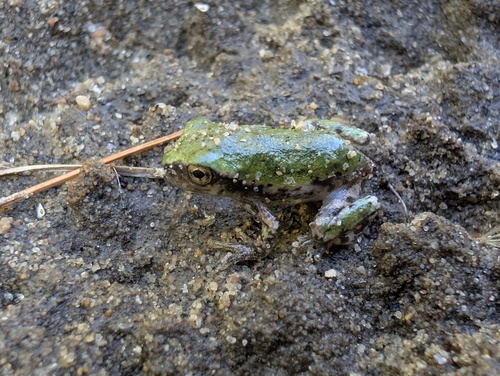 Gray Treefrog