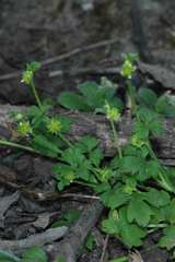 Ranunculus sessiliflorus