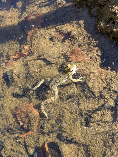 Green Frog