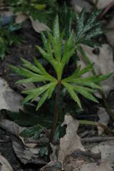 Ranunculus glabrifolius