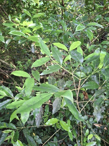 Diplospora dubia observed 2026-09-25