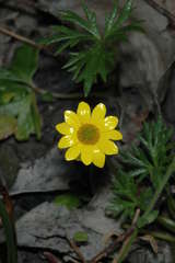 Ranunculus glabrifolius