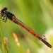 Western Red Damsel - Photo (c) J. N. Stuart, some rights reserved (CC BY-NC-ND)
