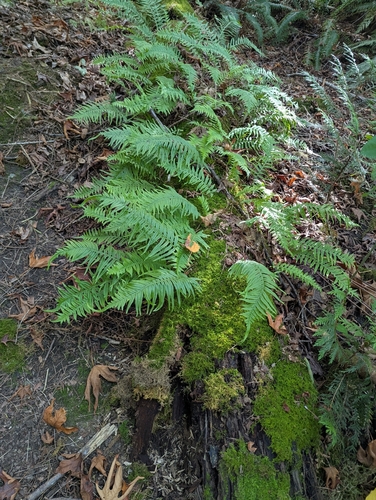 Polypodium glycyrrhiza
