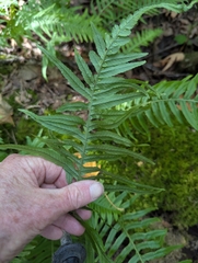 Polypodium glycyrrhiza, photograph (c) John Brew, some rights reserved (CC BY)
