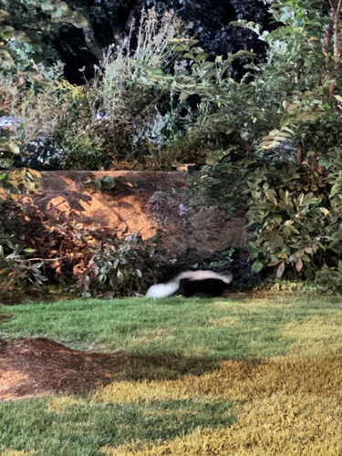 Striped Skunk