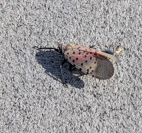 Spotted Lanternfly