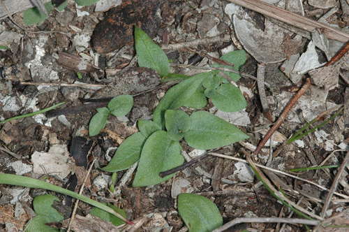Pterostylis truncata, photograph 4