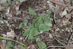 Pterostylis truncata