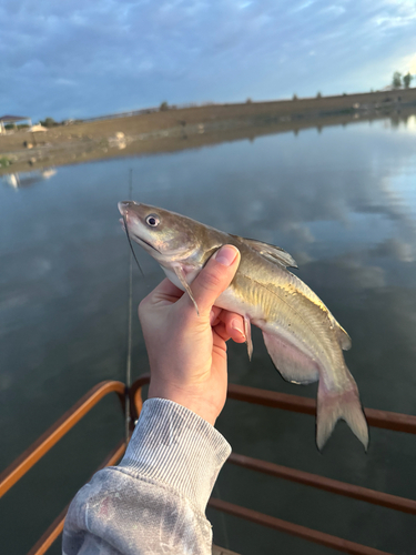 Channel Catfish