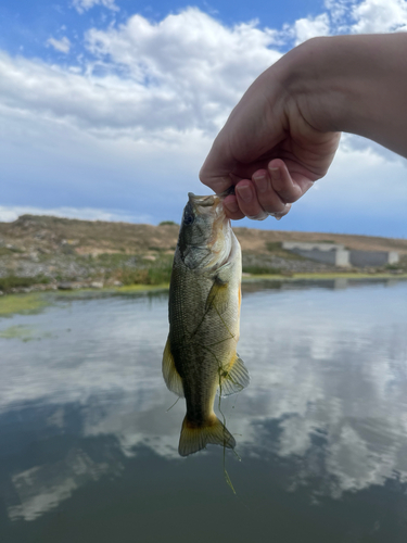 Largemouth Bass