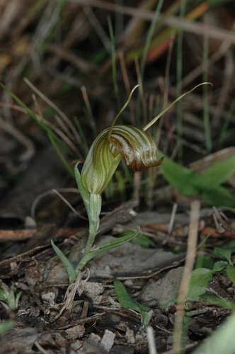 Pterostylis truncata, photograph 3