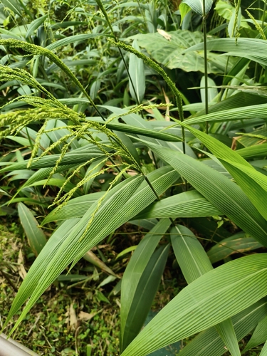 Palmgrass
