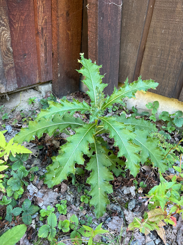 creeping thistle
