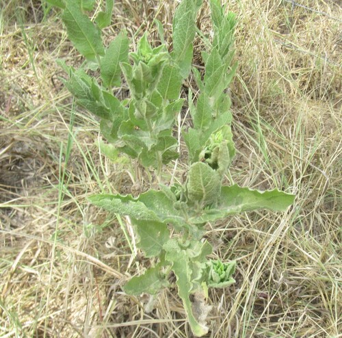 Heterotheca subaxillaris, photograph 3