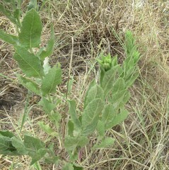 Heterotheca subaxillaris, photograph (c) Linda Jo Conn, some rights reserved (CC BY)