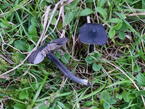 Blue Edge Pinkgill