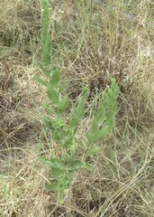 Heterotheca subaxillaris, photograph (c) Linda Jo Conn, some rights reserved (CC BY)